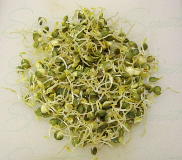 Lentil